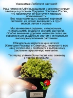 Солейролия Золото комнатная ряска