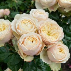 Дарлингтон (Darlington)