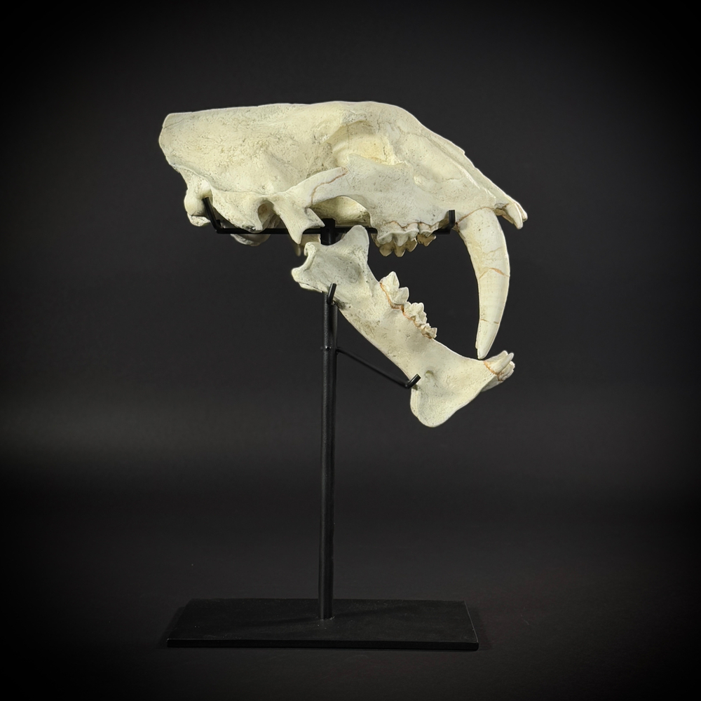 Megantereon на стойке