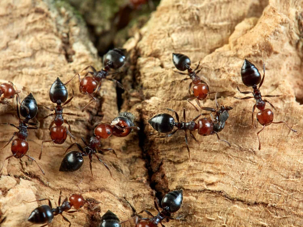 Муравьи Crematogaster scutellaris (Красноголовый остробрюхий-муравей)