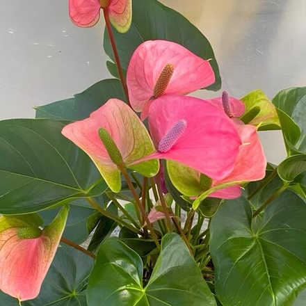 Антуриум Андрэ CAVALLI