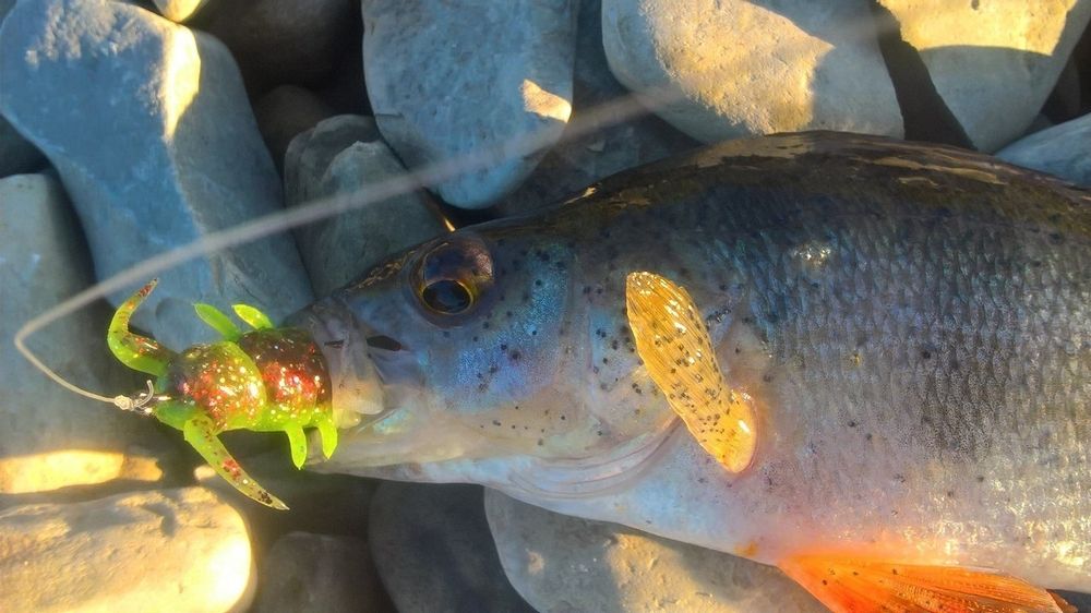 Мягкая приманка Lucky John Series ALIEN BUG 2,5in (63 мм), цвет 085, 7 шт/уп