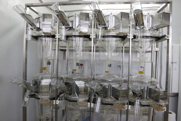 Виварно-экспериментальный комплекс ООО «НИИ Митоинженерии МГУ»