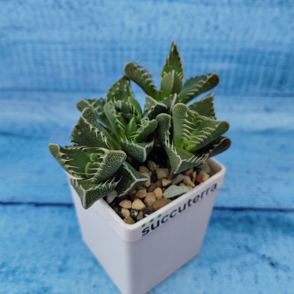 Faucaria Tigrina (Фаукария)