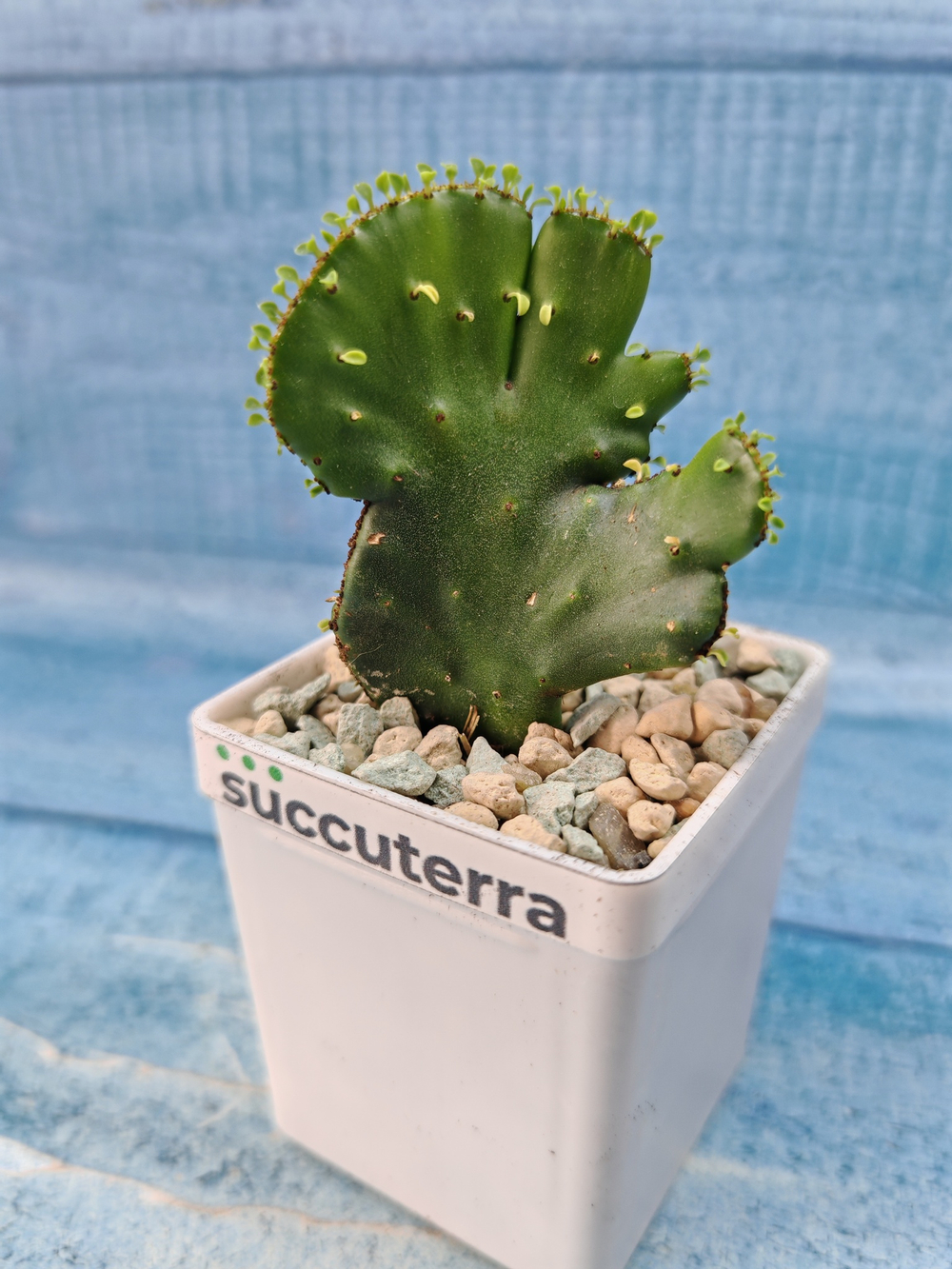 Euphorbia Leucodendron cristata (Эуфорбия)