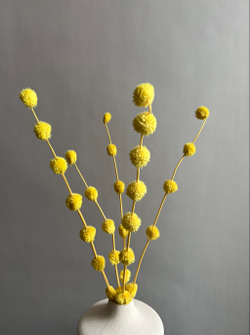 Гомфрена шаровидная стабилизированная желтая