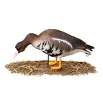 Комплект чучел Белолобый гусь (6шт) "Softplast"A" ALFA321B