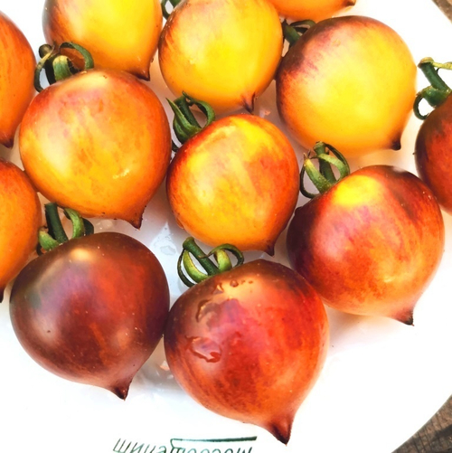 Помидоры Обворожительное Сердечко Belle Coeur (H34 Gelb) Tomato