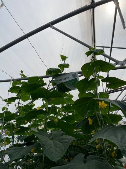 Ромара F1 семена огурца партенокарпич Rijk Zwaan-Райк Цваан