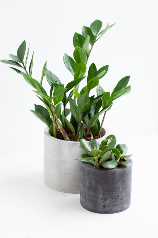 Набор растения+кашпо "Денежная энергия"