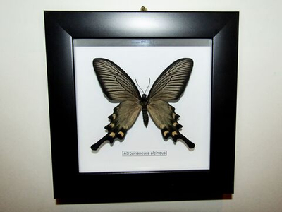 Бабочка Алкиной самка в рамке