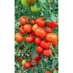 Семена Томат Огни Челябинска (Марс) Б/П