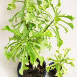 Плюмерия пудика VAR ARROW LEAF