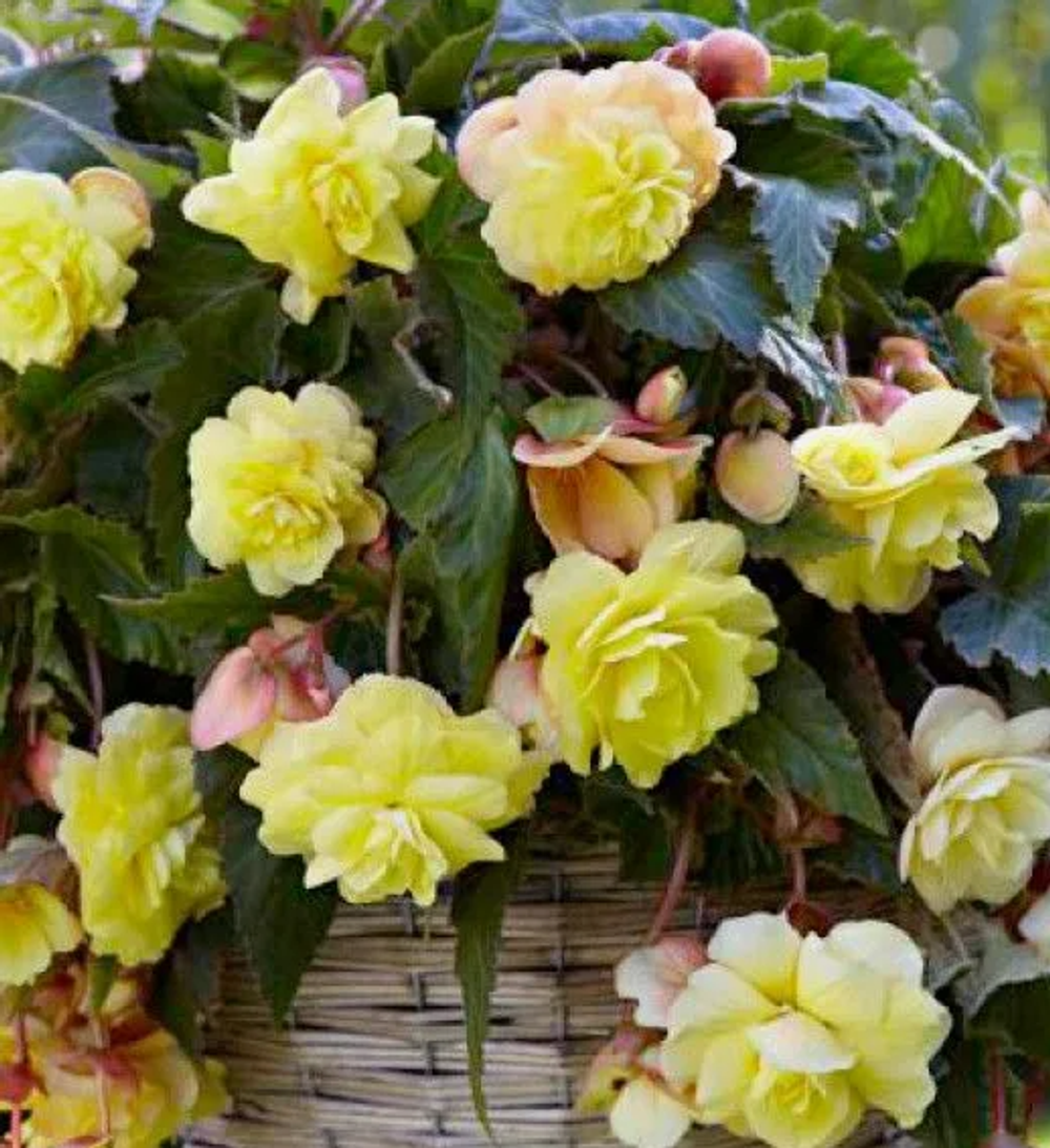 Бегония клубневая Ородата Санни Дрим март-апрель 26