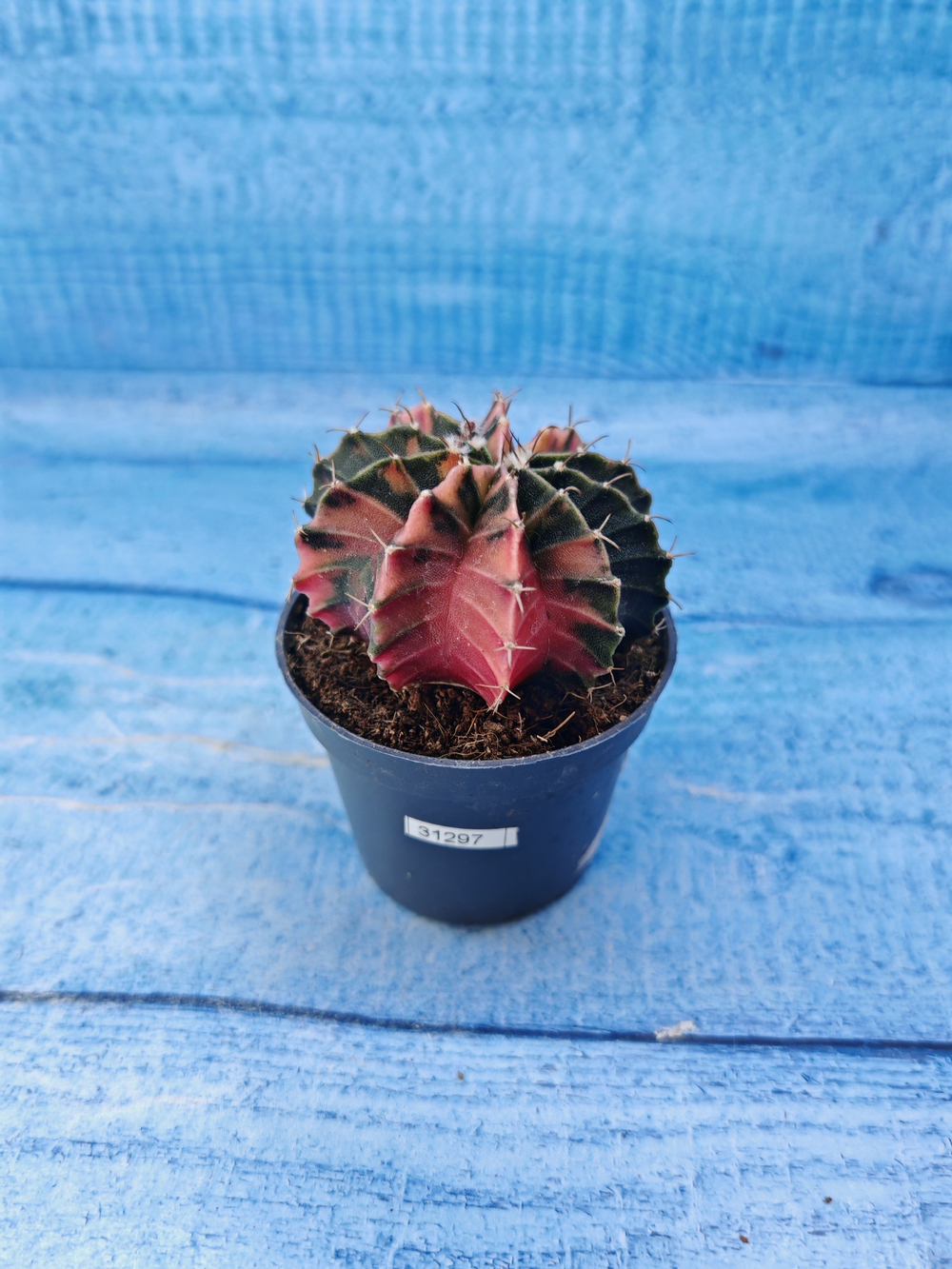 Gymnocalycium Variegata (Гимнокалициум Вариегатный)