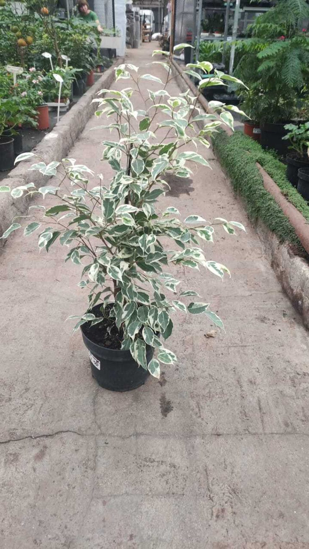 Фикус Бенджамин