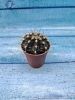 Gymnocalycium Friedrichii (Гимнокалициум)