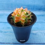 Gymnocalycium Variegata (Гимнокалициум Вариегатный)