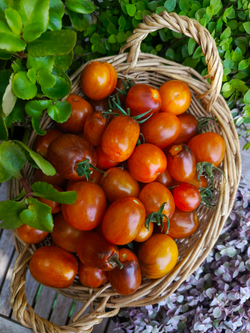 Атомный закат (Atomic sunset) сорт томата