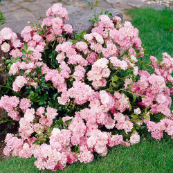 Роза Фейри С7 Закупка М57 июнь 2026