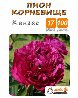 Пион Корневище, Канзас, 1шт