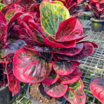 Кротон BUTSARIN