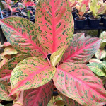 Аглаонема LAK SAB