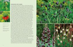 Drought-Resistant Planting: Lessons from Beth Chatto's Gravel Garden