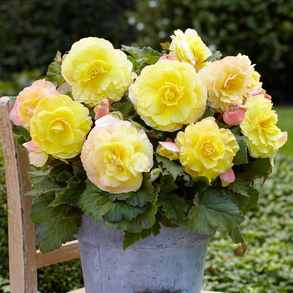 Бегония Суперба Йеллоу крупноцветковая