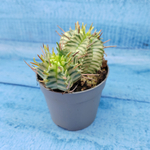 Euphorbia meloformis f. Variegated (Эуфорбия вариегатная)