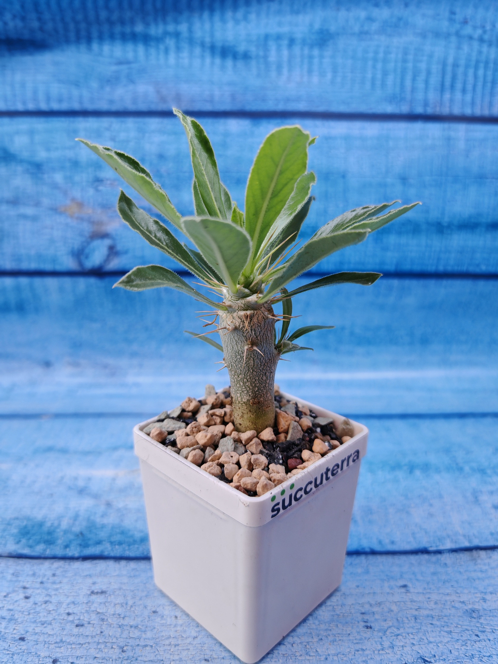 Pachypodium Saundersii (Пахиподиум)