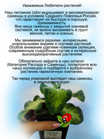 Плектрантус Голден Руффлос вариегатный