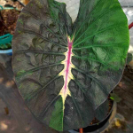 Колоказия MEGAMASER