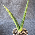 Сансевиерия PATENS VAR