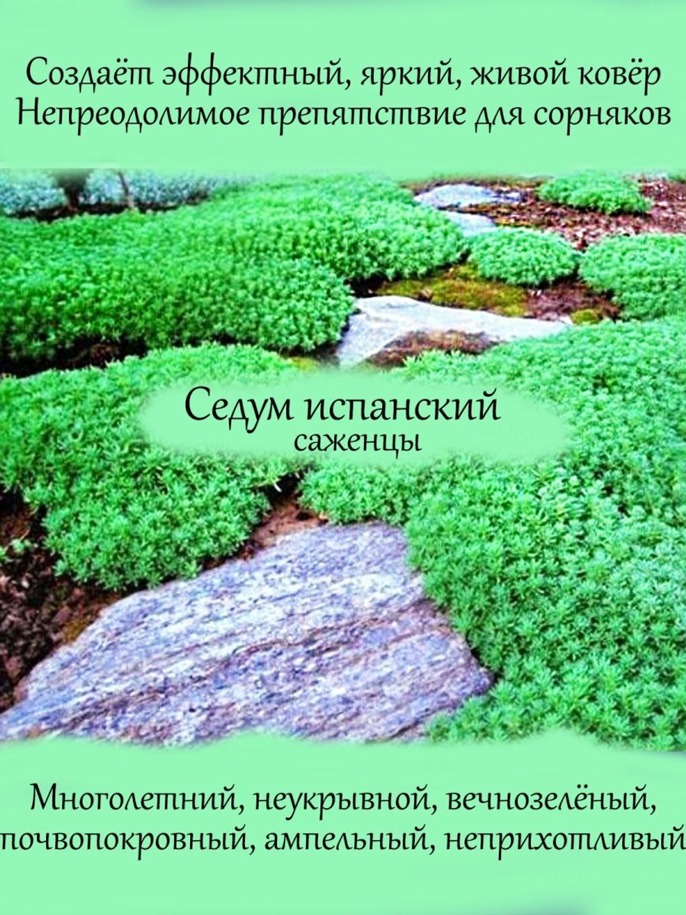 Седум испанский