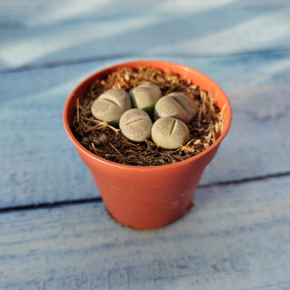 Lithops sp. (Литопсы)