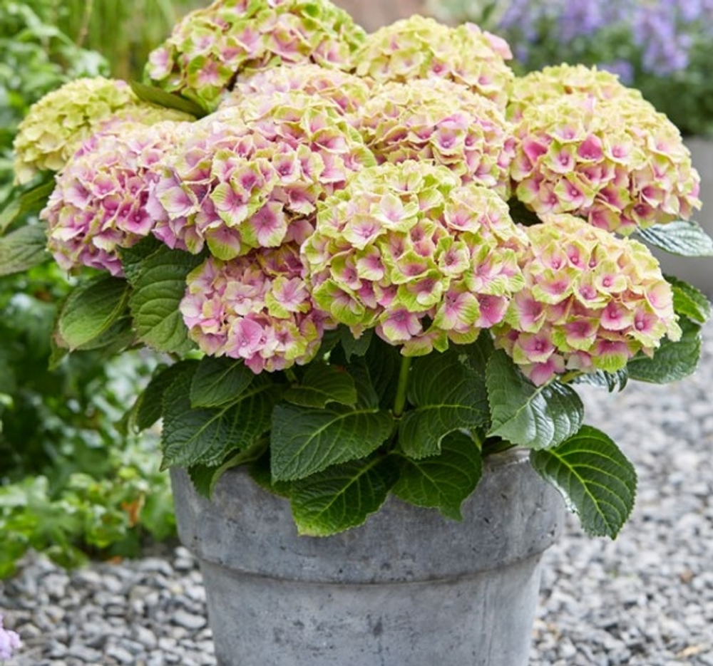 Magical Jewel Pink/ Мэджикал Джевел Пинк (Стандарт поставки Р9)2025г.