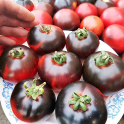 Помидоры Черная Бабочка - Black Butterfly Tomato