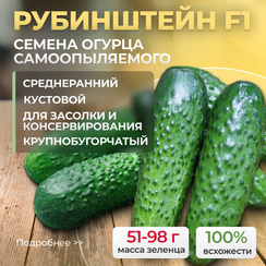 РУБИНШТЕЙН F1 семена огурца (Rijk Zwaan | Alexagro)