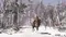 NSW Assassin's Creed III Remastered / Обновленная версия (Новый, Полностью на русском языке)