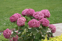 Гортензия древовидная розовая Пинк Аннабель Р9 Закупка М59 июнь 2026