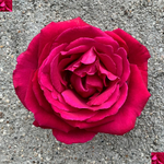 Экстаз (Extase) — самая душистая в мире роза