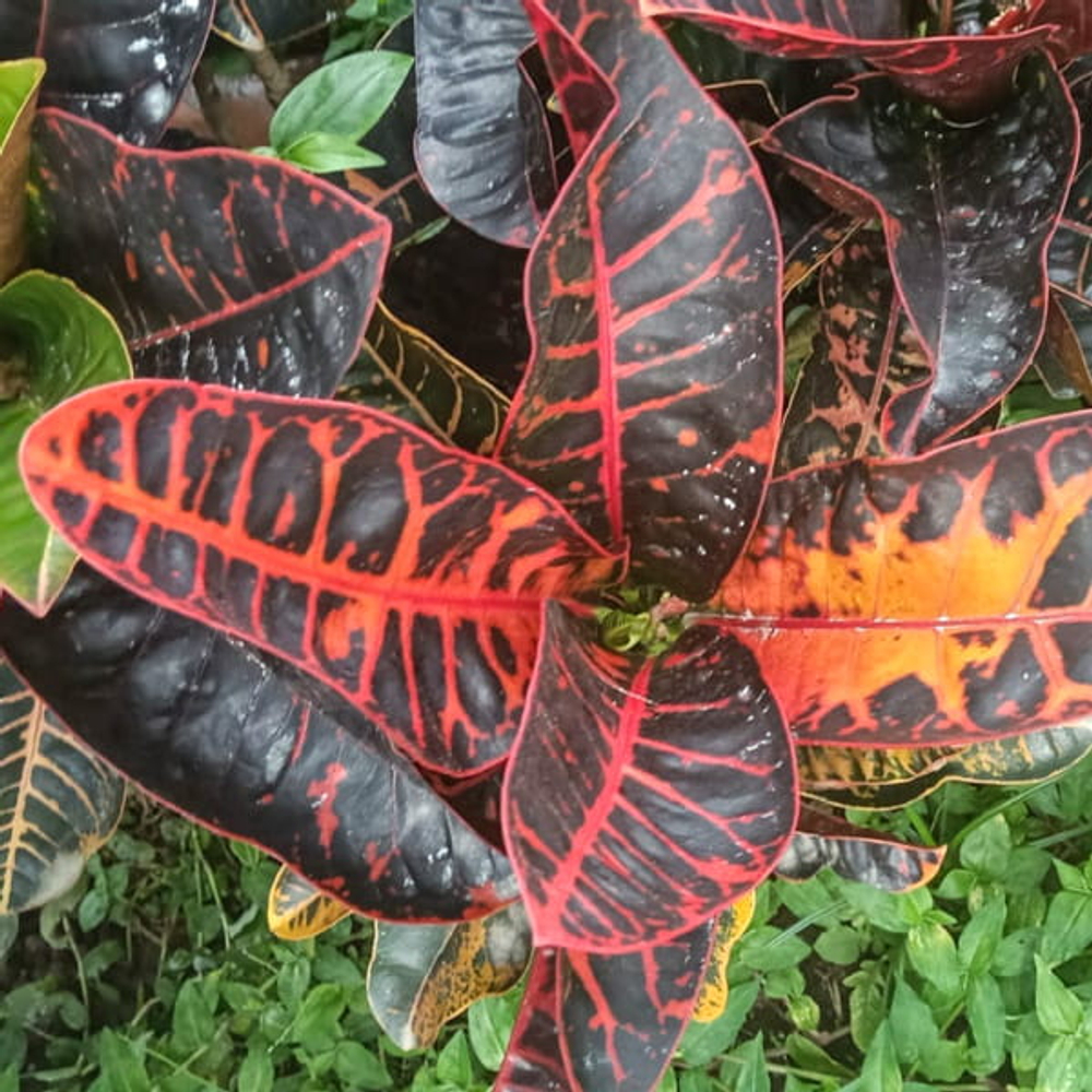 Кротон HYBRID NN1