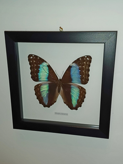 Бабочка Morpho deidamia самка в рамке