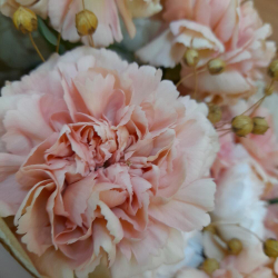 Букет из карамельных гвоздик