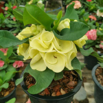 Эуфорбия Миля LEAM THONG (43)