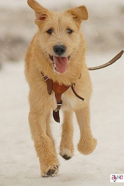 Ирландский терьер Ирландский терьер