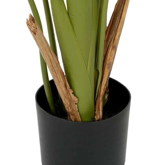 Банановое дерево куст высота 180