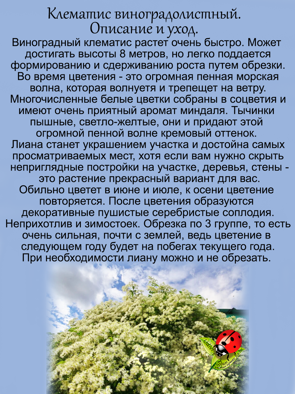 Клематис виноградолистный Ломонос