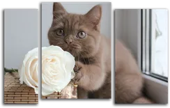 Модульная картина "Котенок с розой"